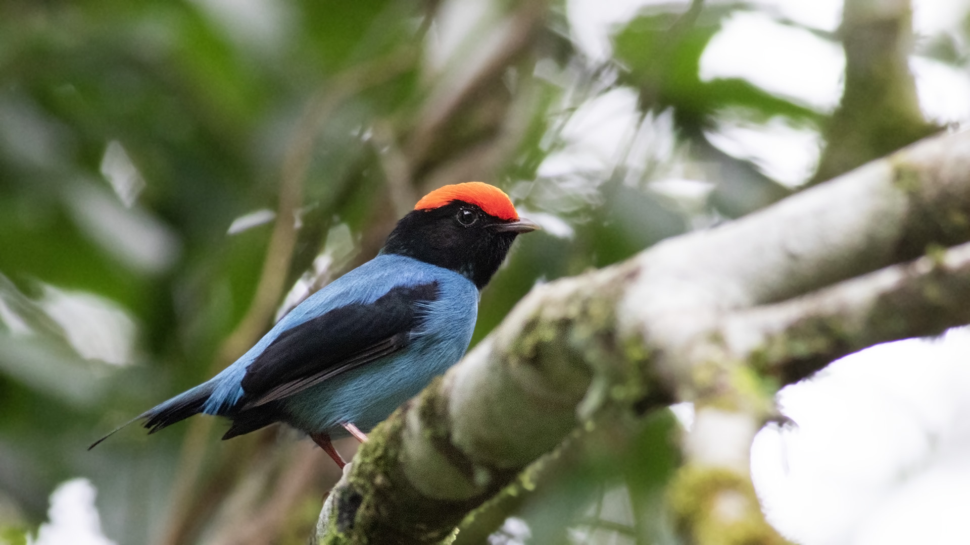 Swallow-tailed Manakin